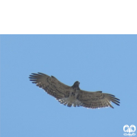 گونه عقاب مارخور Short-toed Eagle